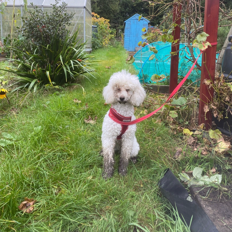 Taking Olive to the allotment usually means coming back filfty